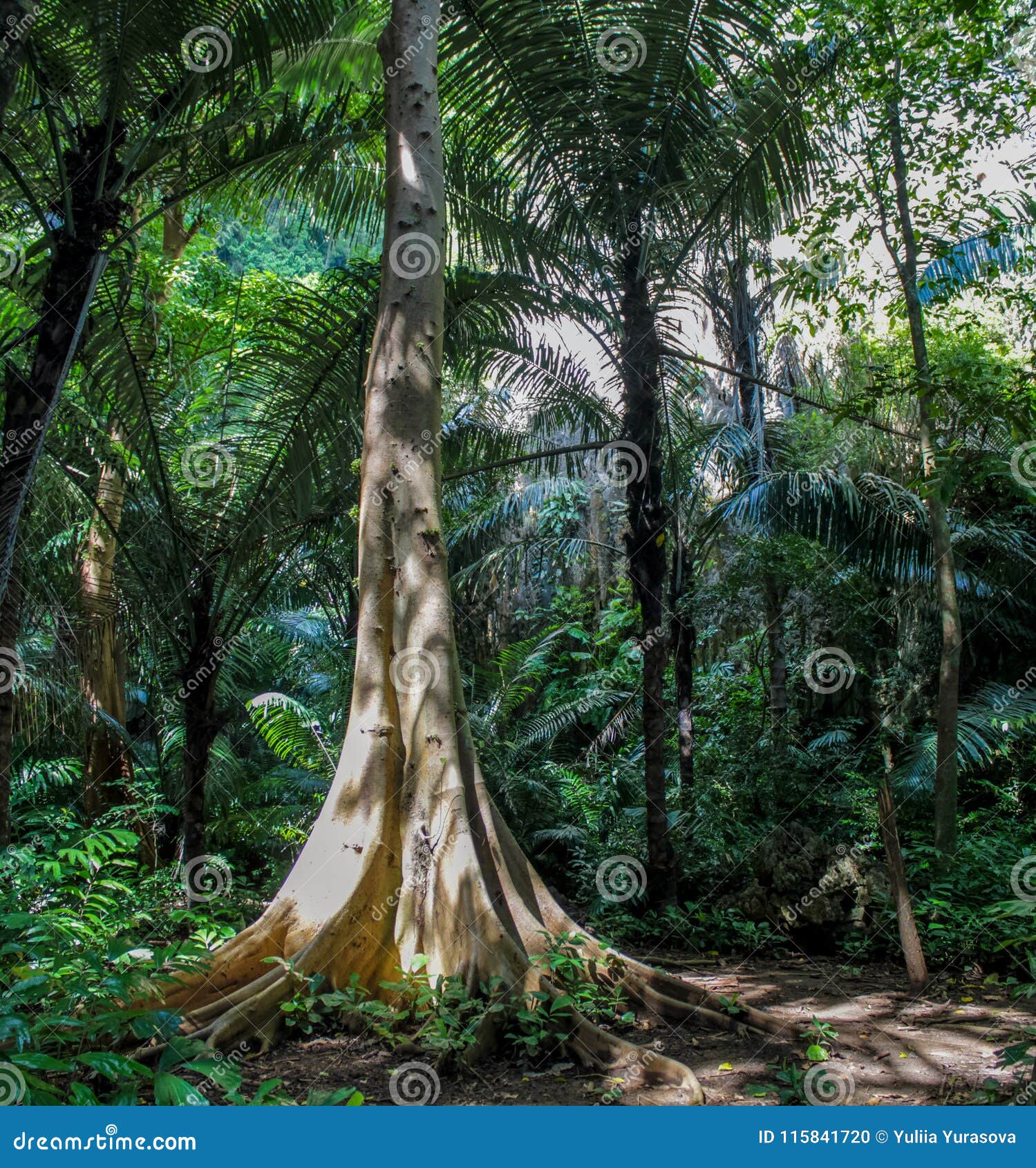 jungle forest tree and lianas