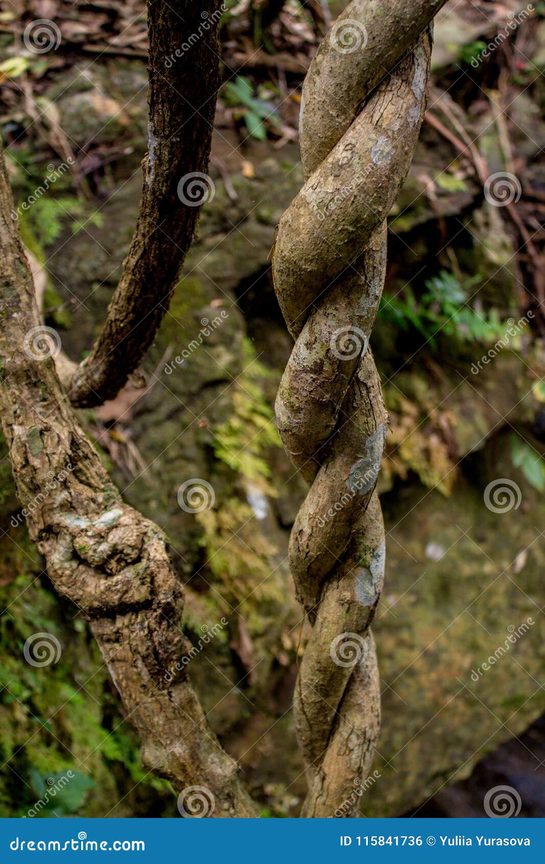 jungle rain forest spiral liana