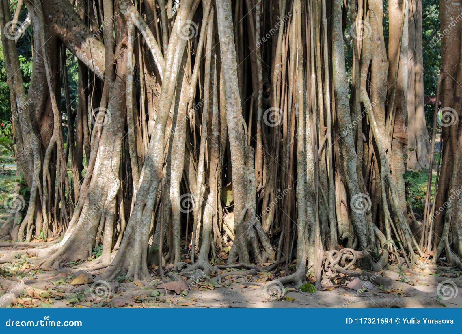 jungle forest tree banyan roots in tropical rainforest