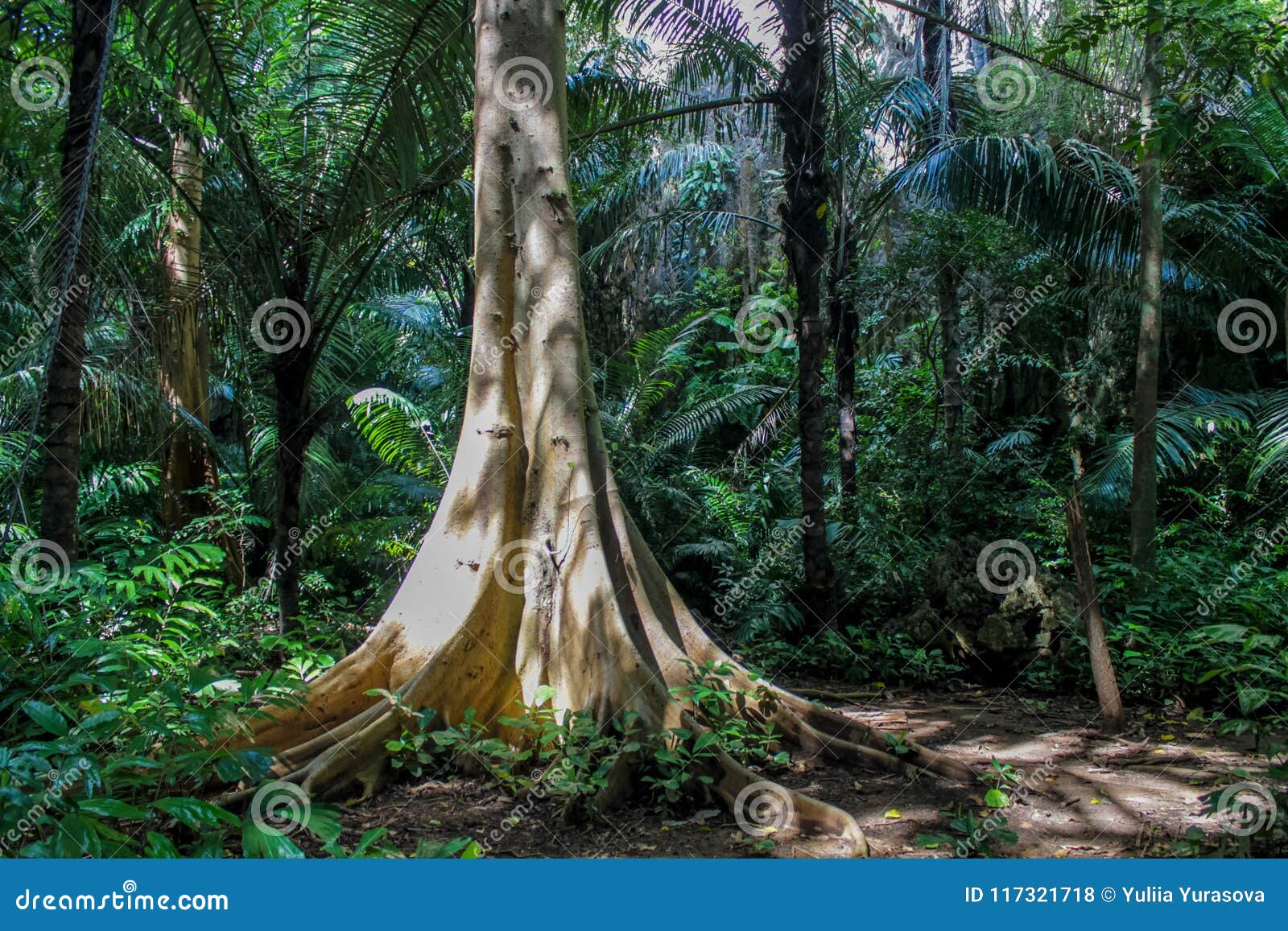 jungle forest tree in tropic