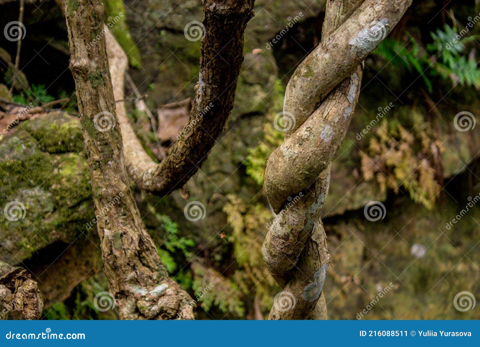 jungle forest tree tropical rainforest