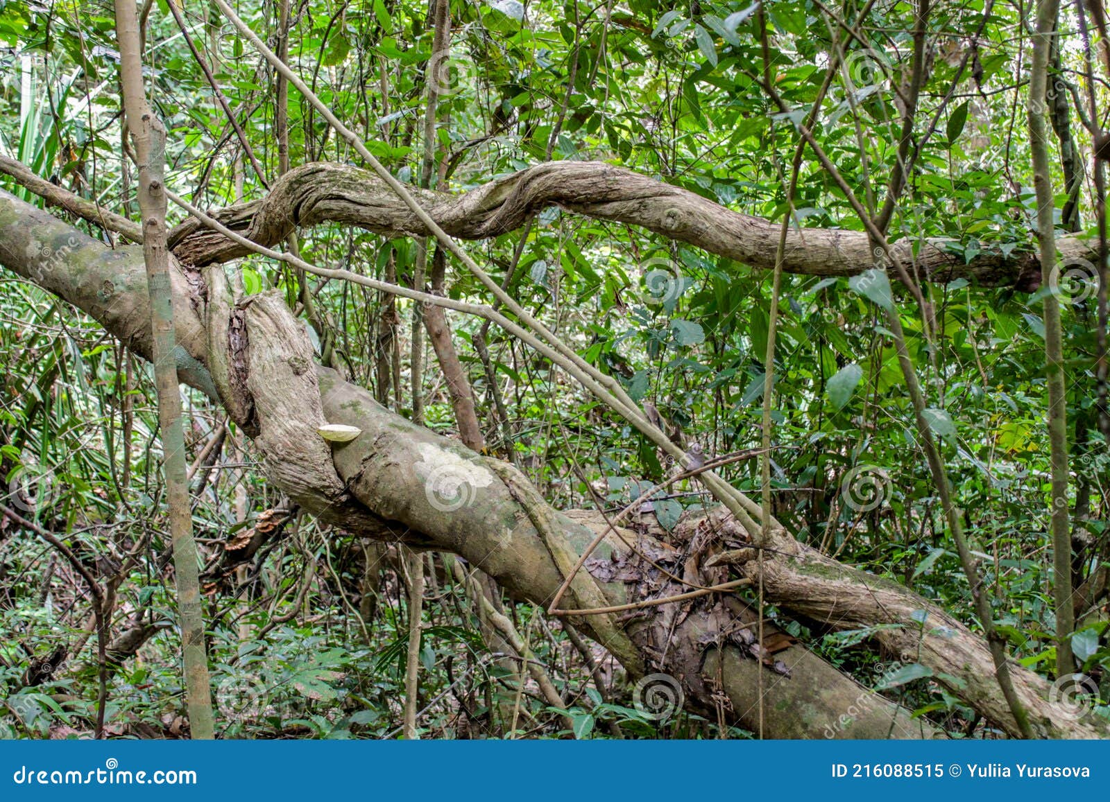 jungle forest tree tropical rainforest