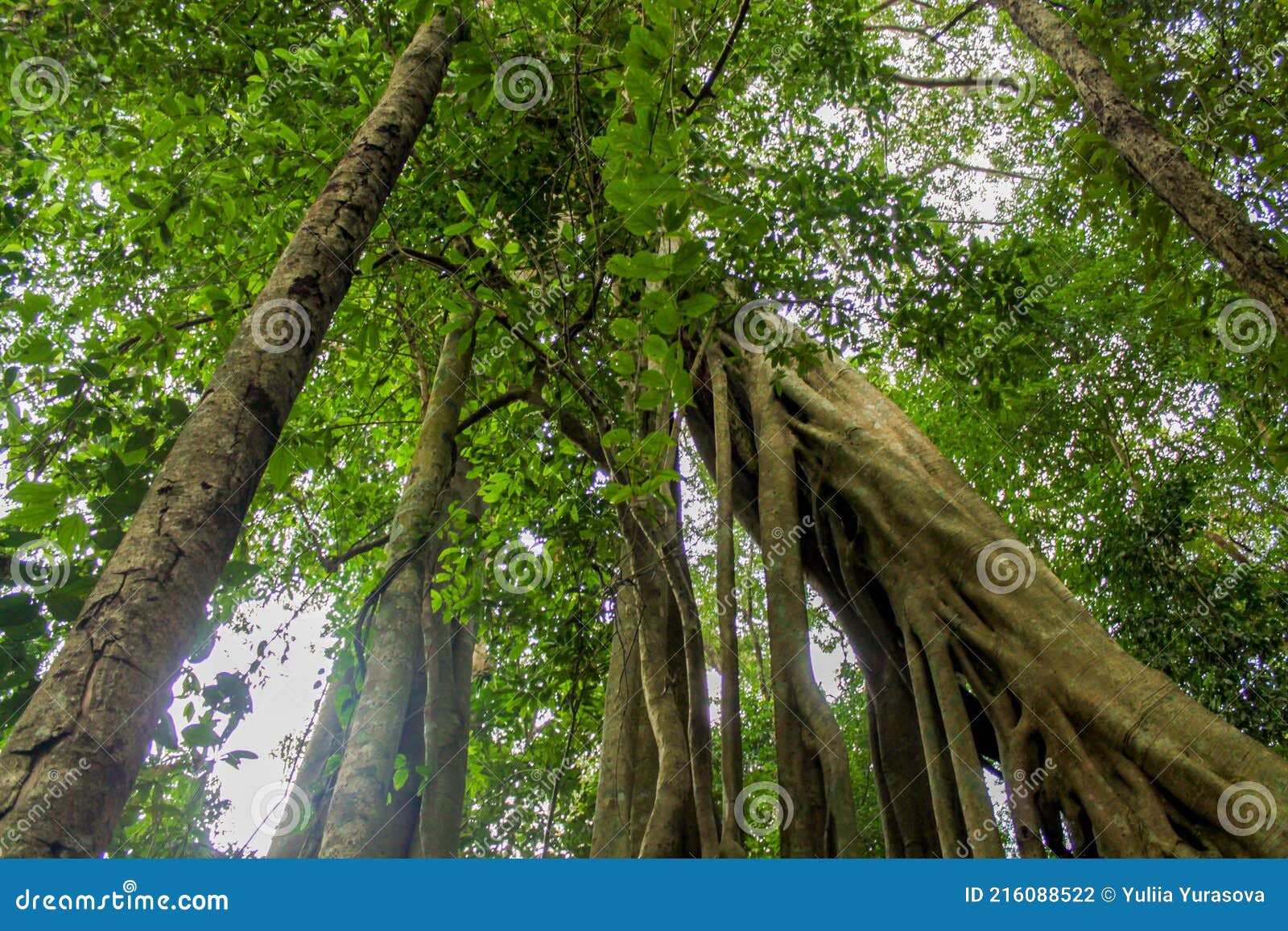 jungle forest tree tropical rainforest