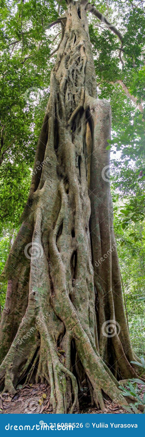 jungle forest tree tropical rainforest