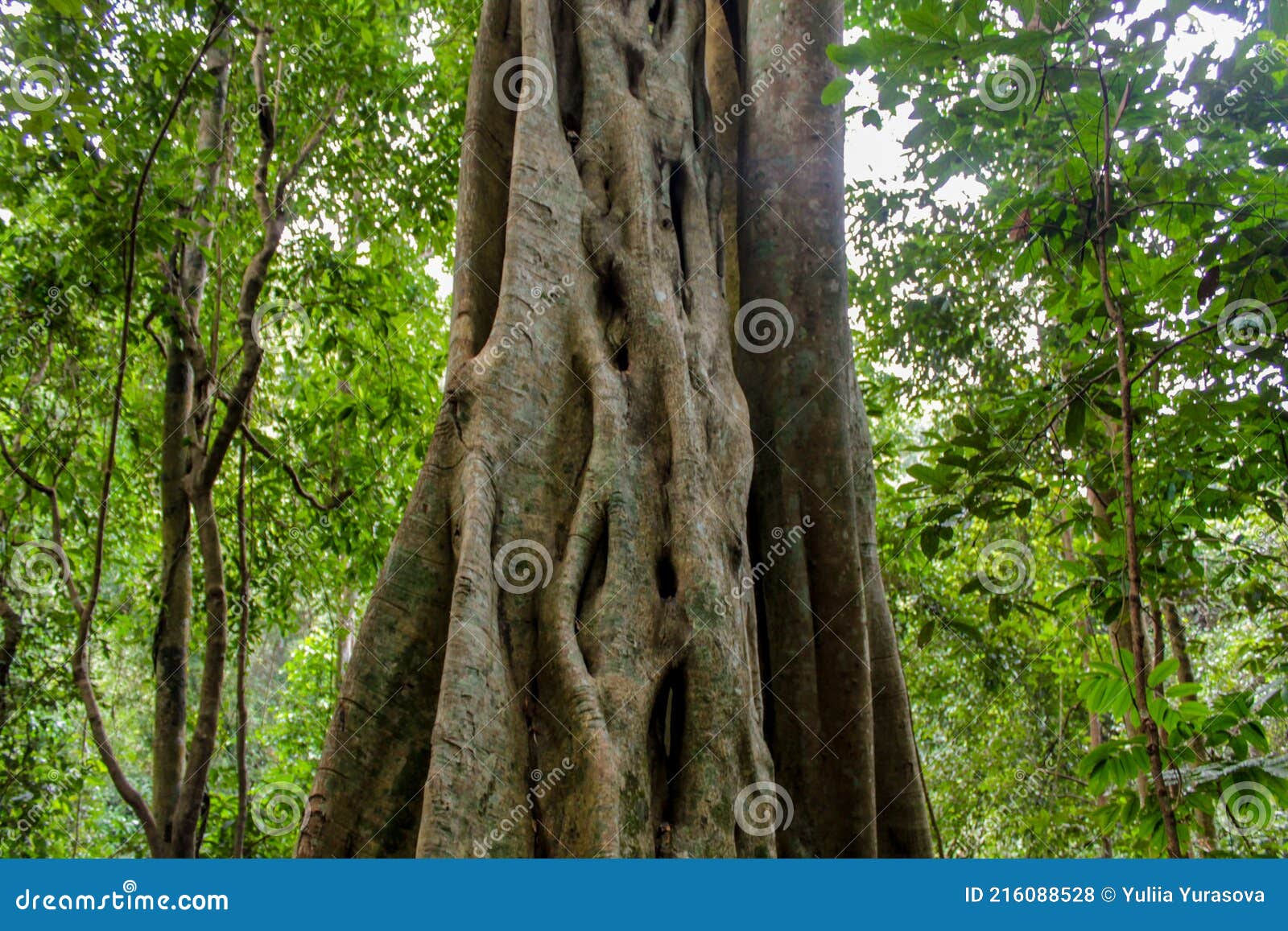 jungle forest tree tropical rainforest