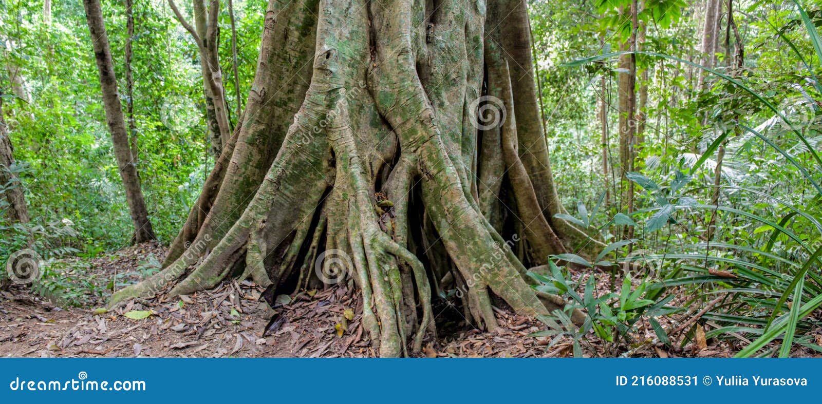 jungle forest tree tropical rainforest