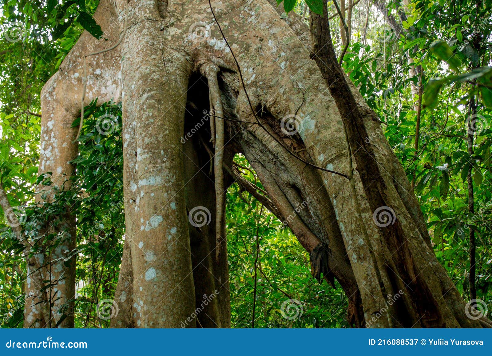 jungle forest tree tropical rainforest