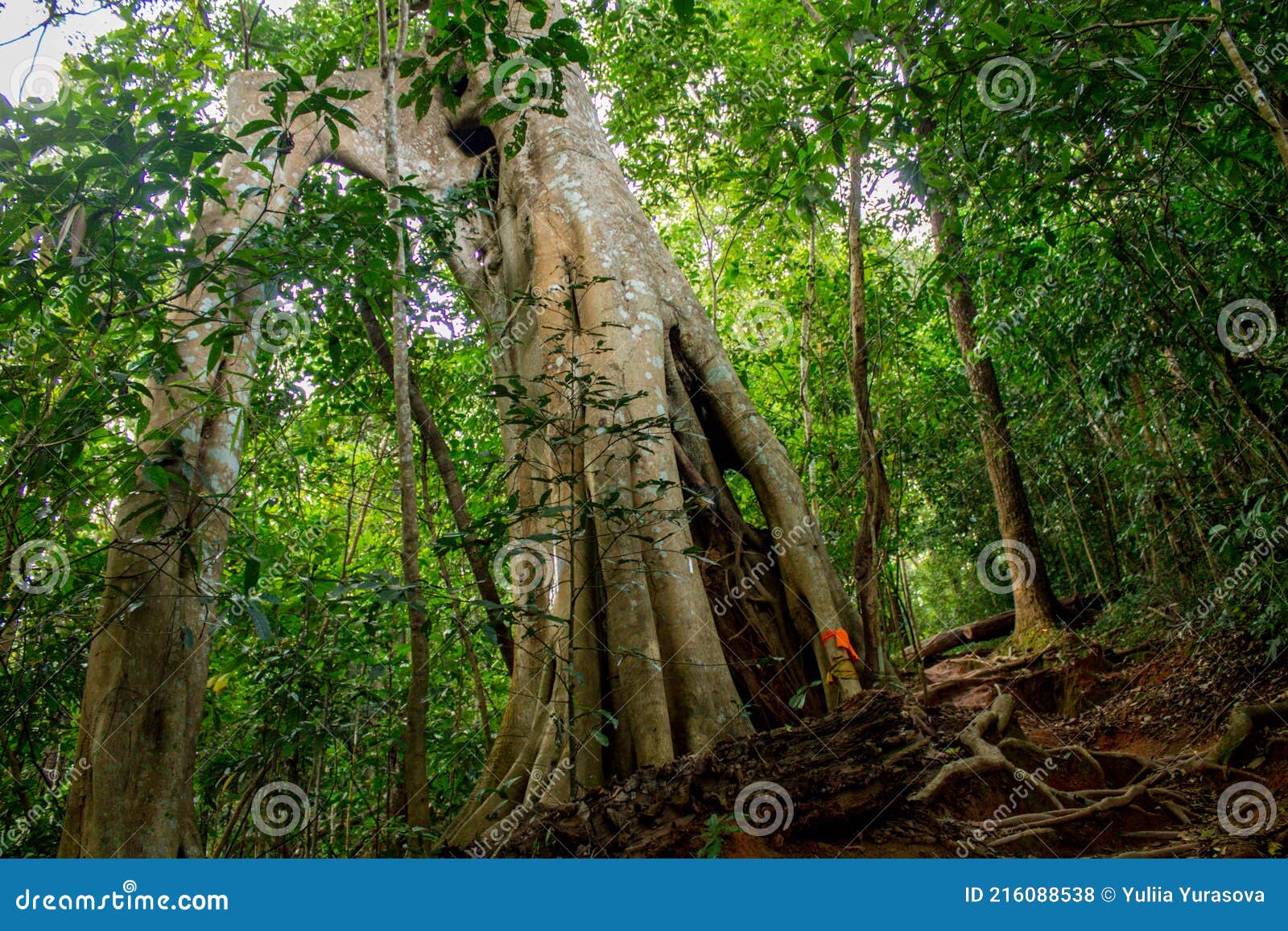 jungle forest tree tropical rainforest