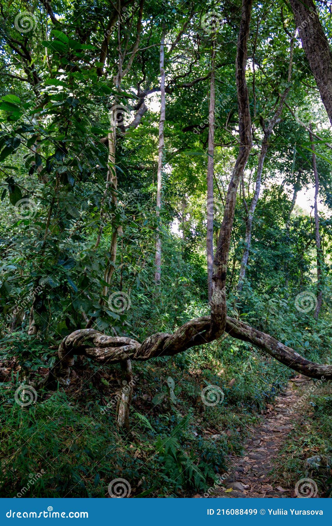 jungle forest  tree roots in tropical rainforest