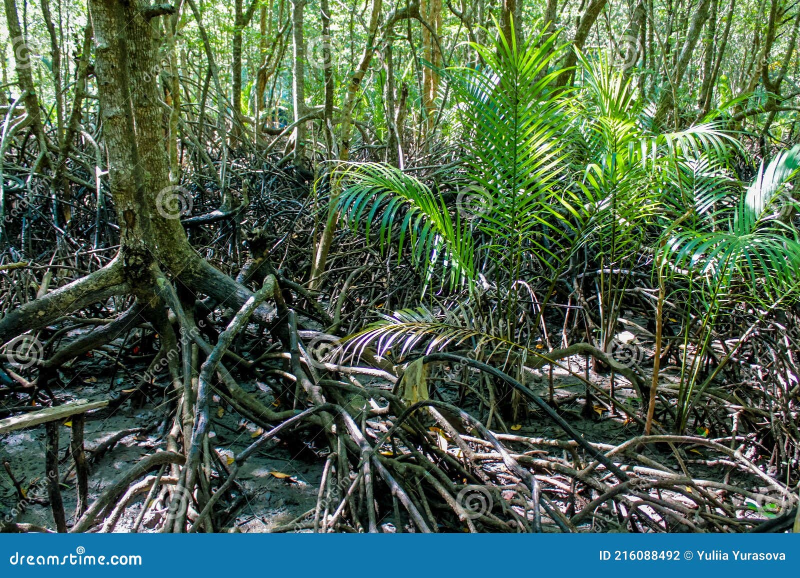 jungle forest tree roots in tropical rainforest