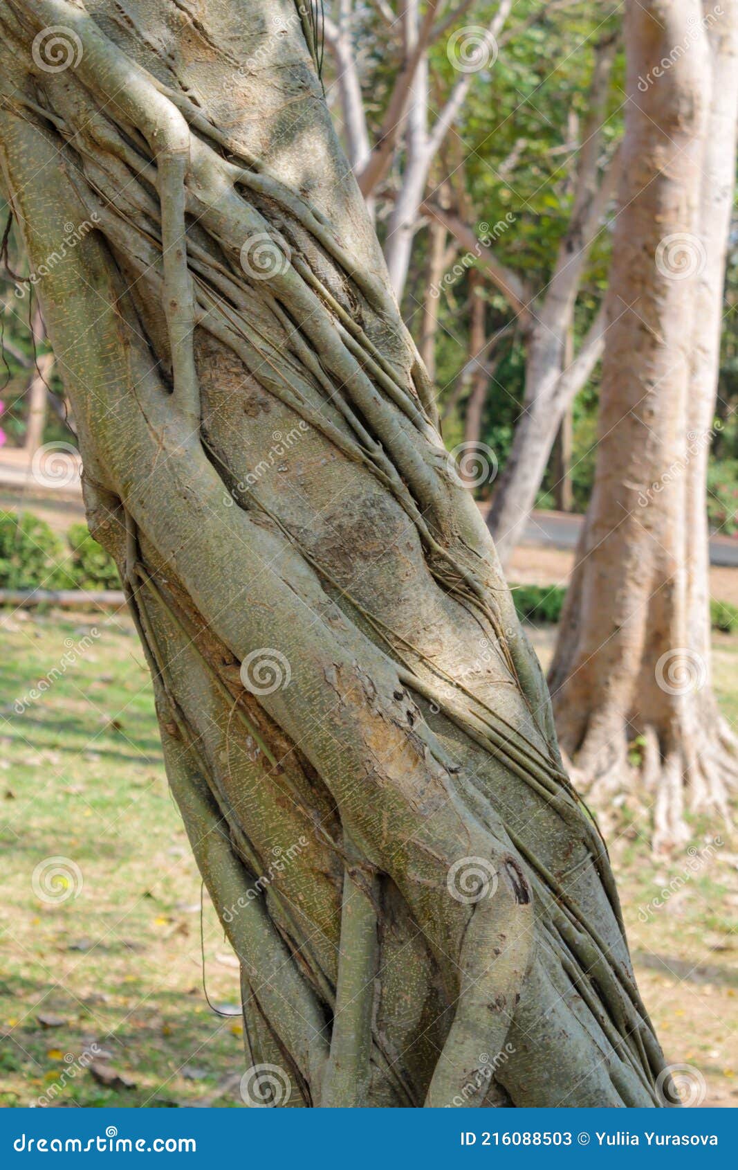 jungle forest  tree roots in tropical rainforest