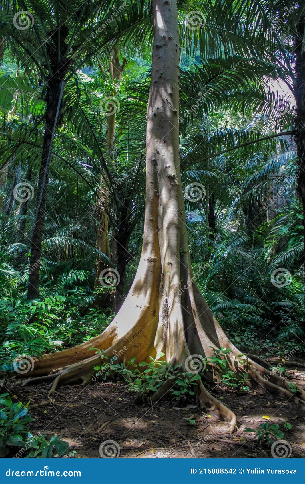 jungle forest tree in tropical rainforest