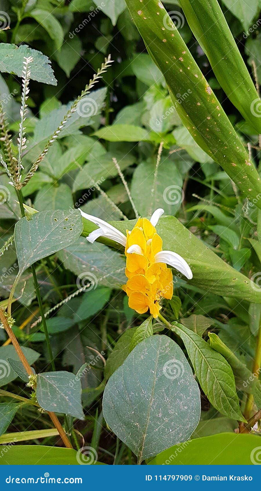 tropical plant in sri lanka