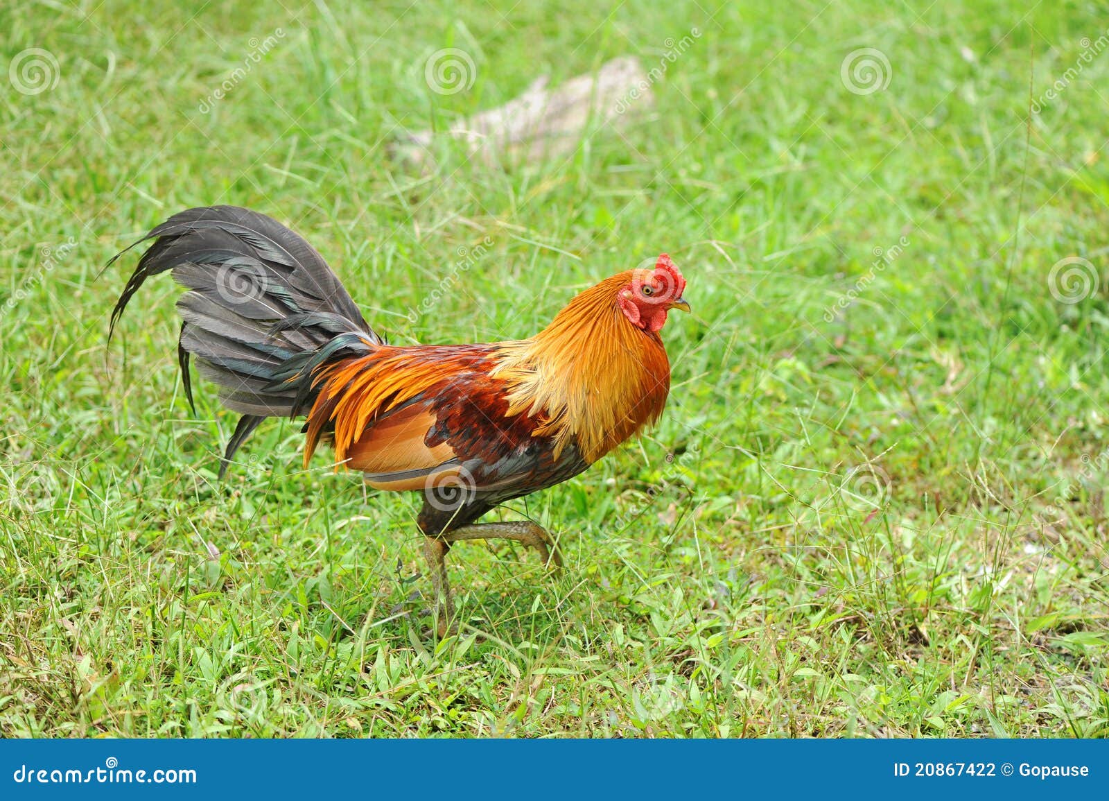 Jungle fowl stock photo. Image of agriculture, magnificent 20867422