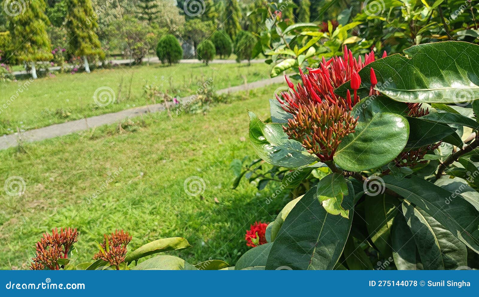 Jungle Geranium Flower of Assam India Stock Photo Image of food