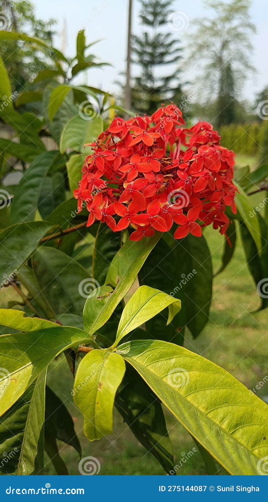 Jungle Geranium Flower of Assam India Stock Image Image of wildflower