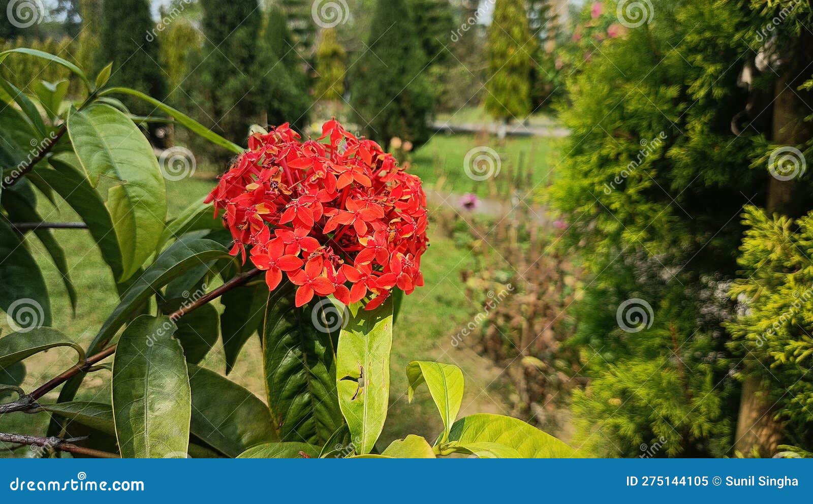 Jungle Geranium Flower of Assam India Stock Image Image of wildflower