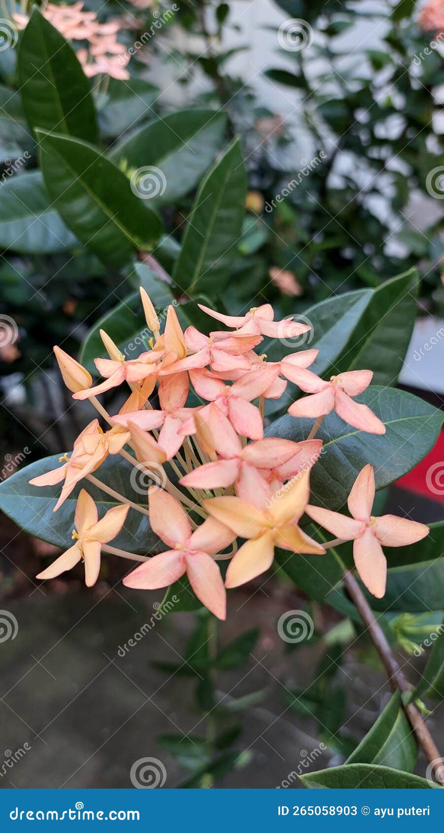 Jungle Geranium Flower in Bloom Stock Image Image of shrub, tree