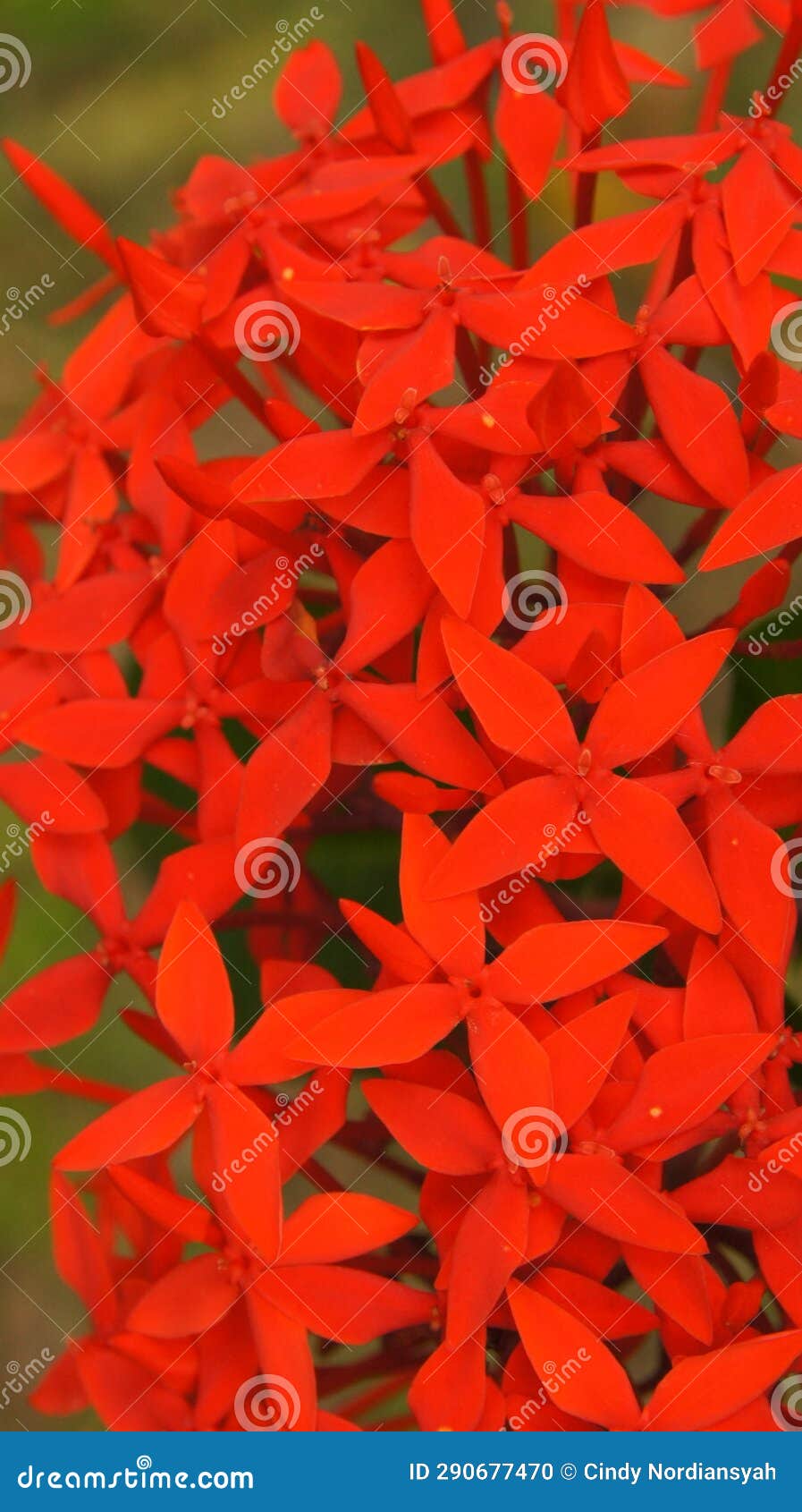Jungle Geranium Flower Portrait Stock Photo Image of portrait