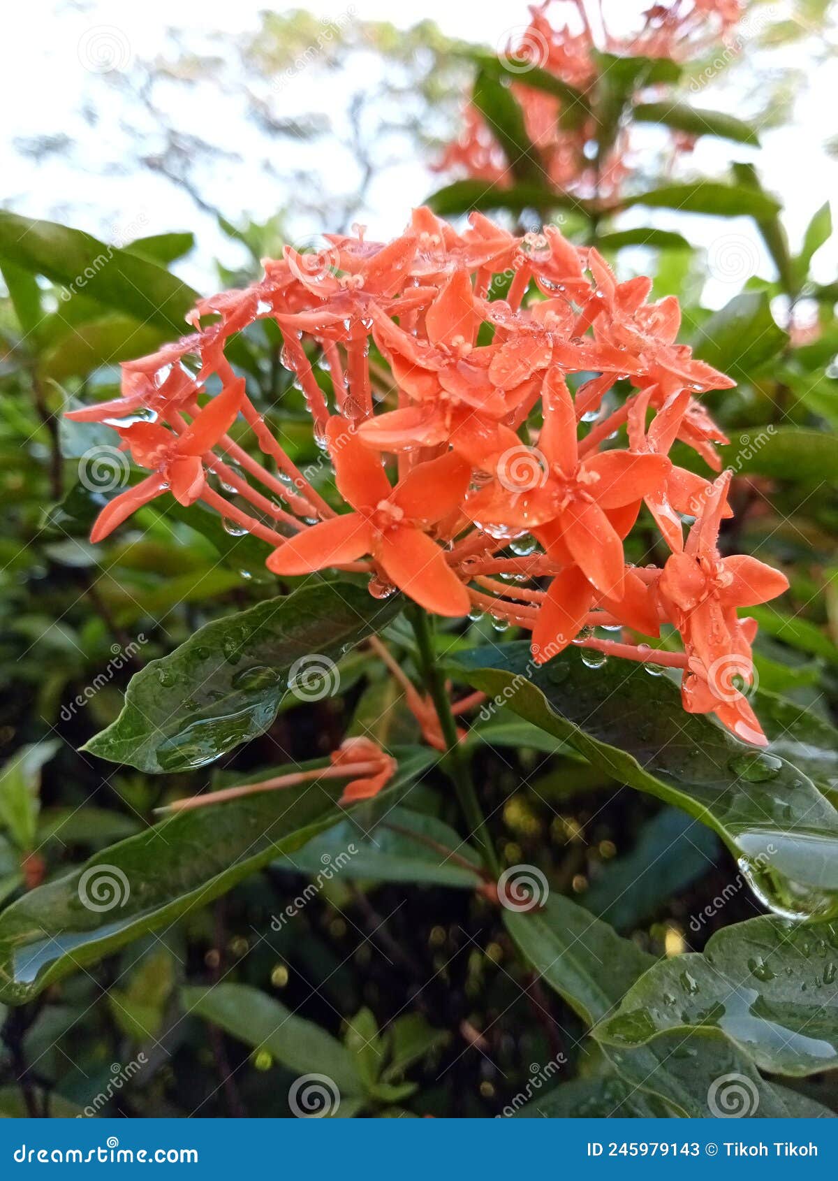 Jungle Geranium Flower after Rainy Stock Image Image of flower, petal