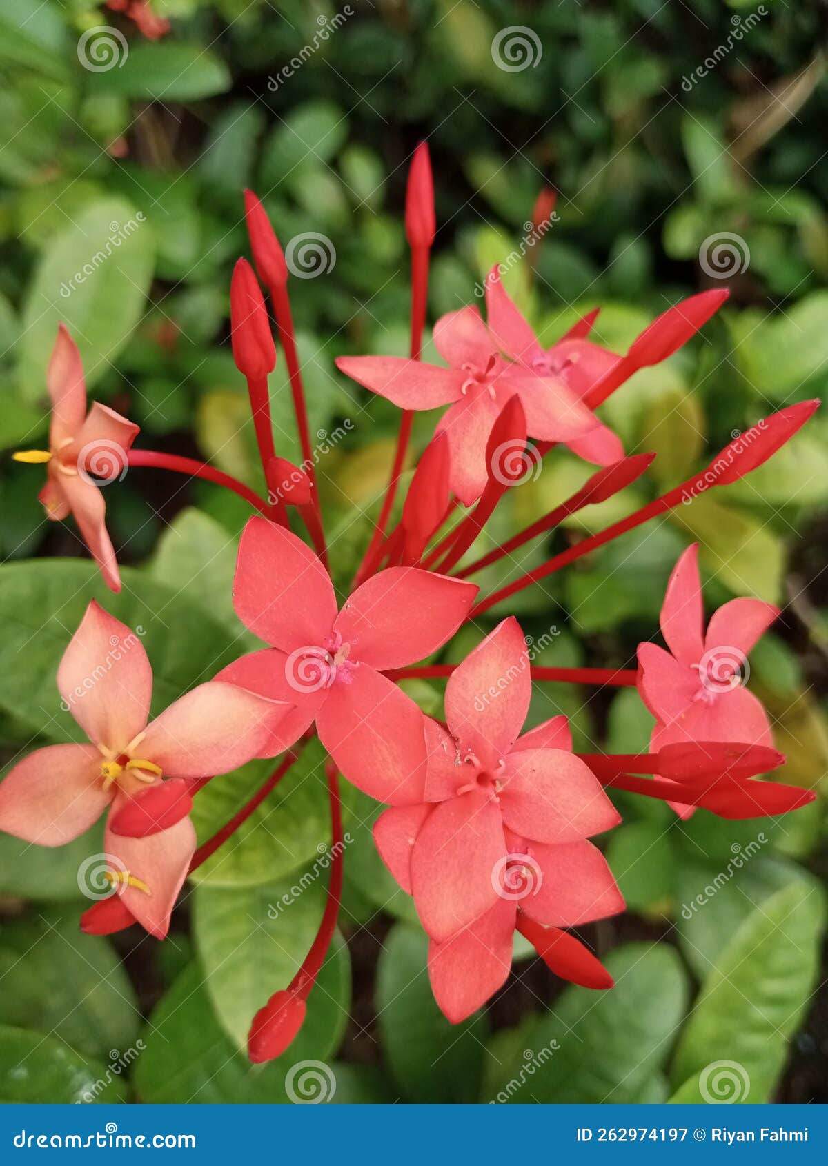 Jungle Geranium Flower stock image. Image of geranium 262974197