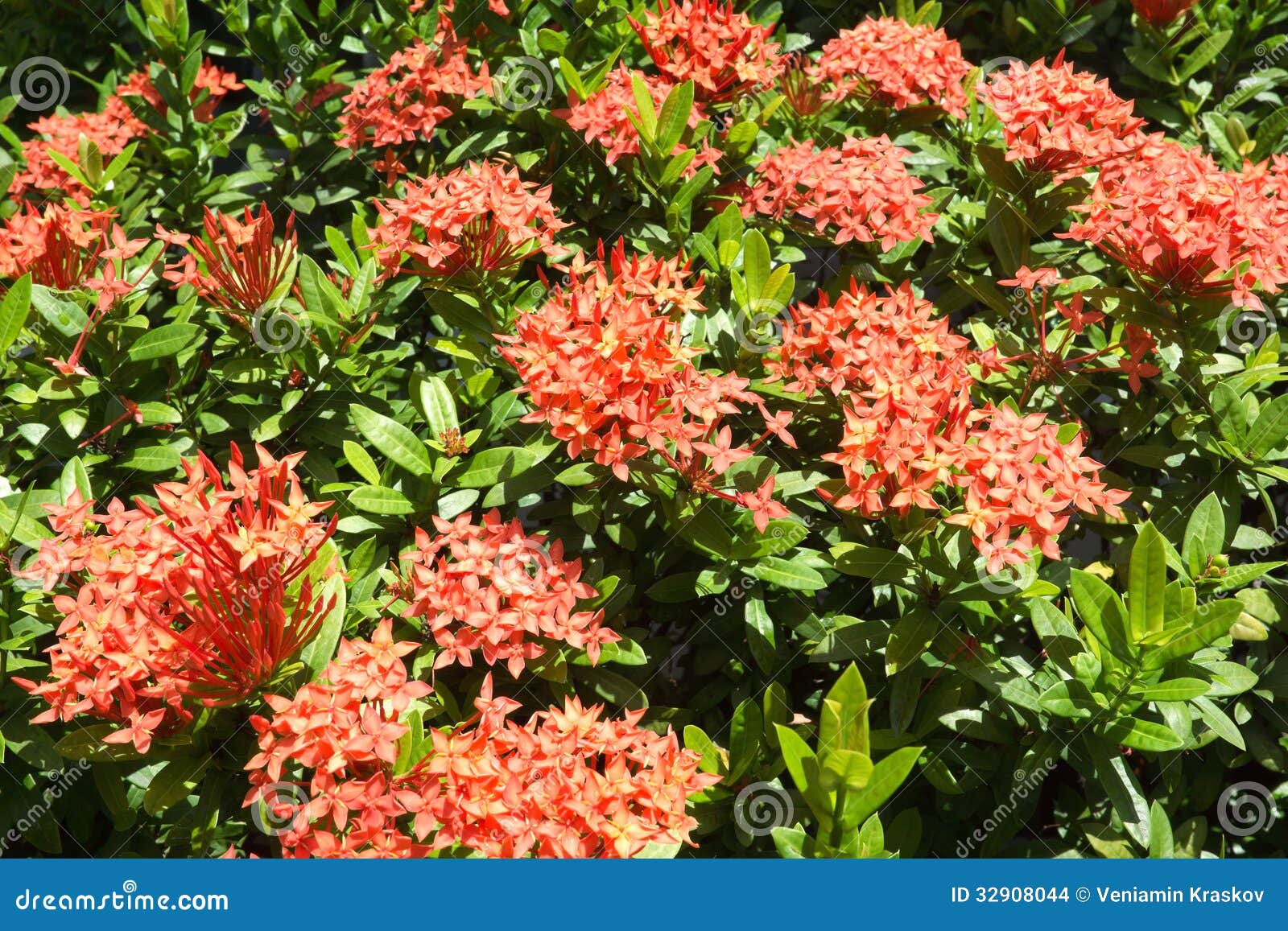 Jungle Geranium stock photo. Image of color, background 32908044