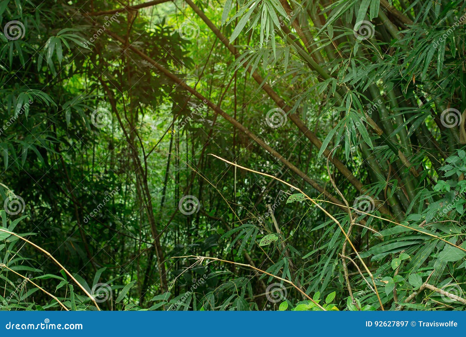 jungle greenery with copy space area and warm humid airy sunlight flowing in from the top. fresh air and green tropical trees and