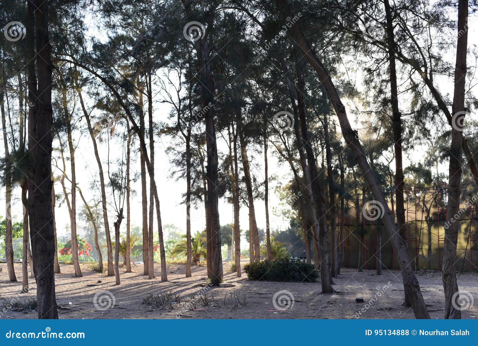 Into the jungle stock photo. Image of calm, jungle, montaza 95134888