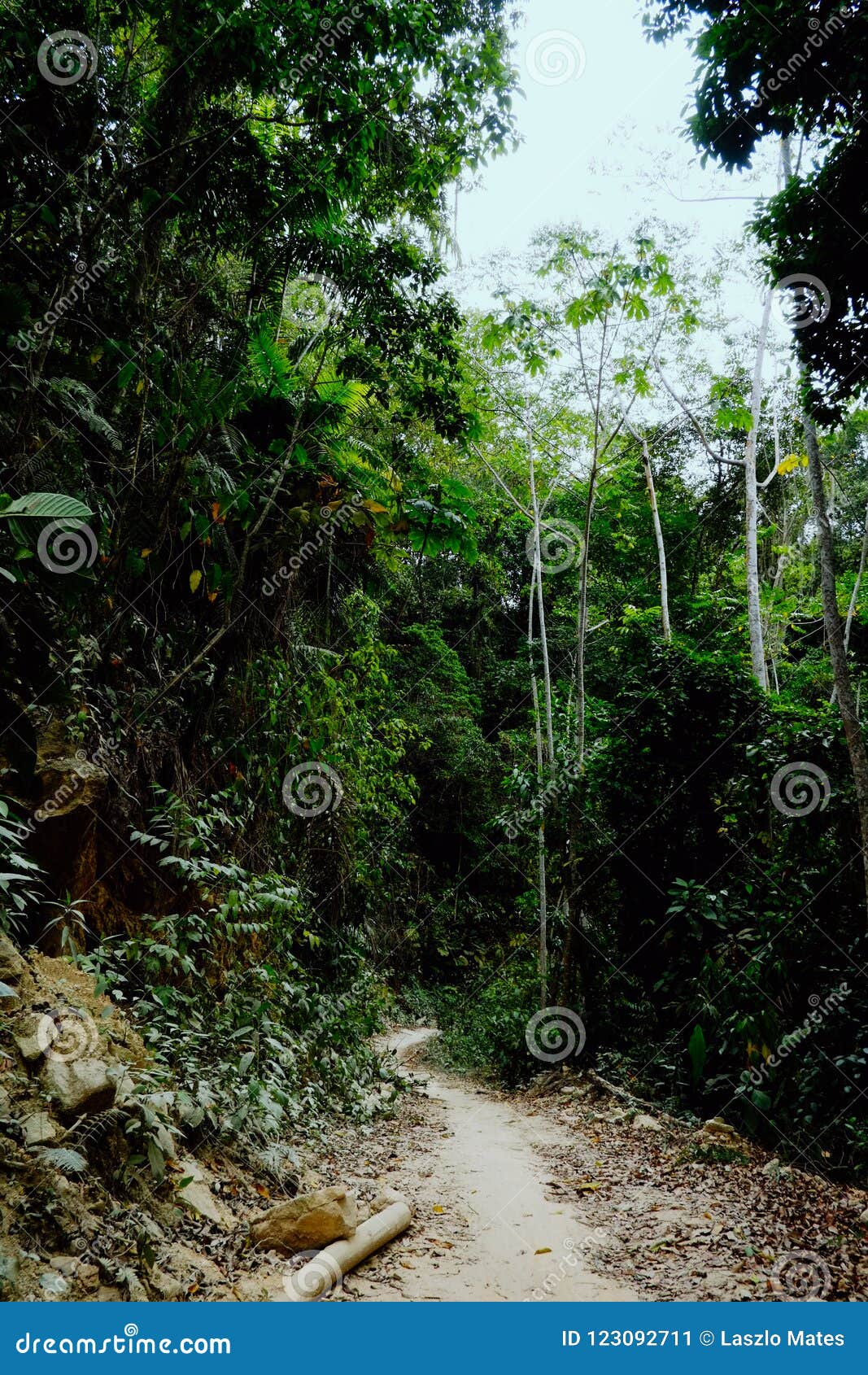 jungle path across tribal land