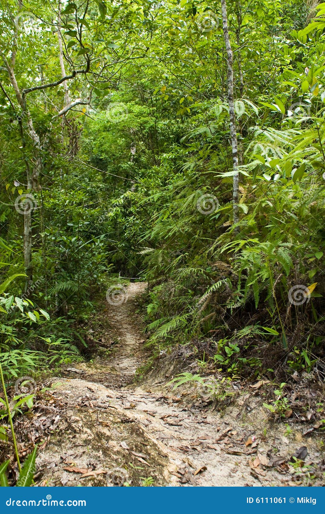 Jungle road stock image. Image of lane, relaxation, terrain 6111061