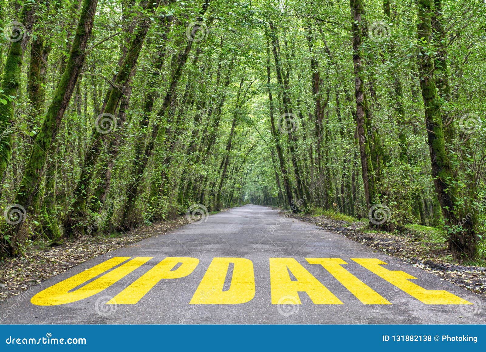 jungle road to update