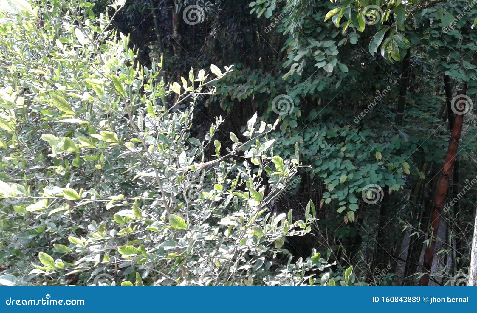 jungle  species colombia