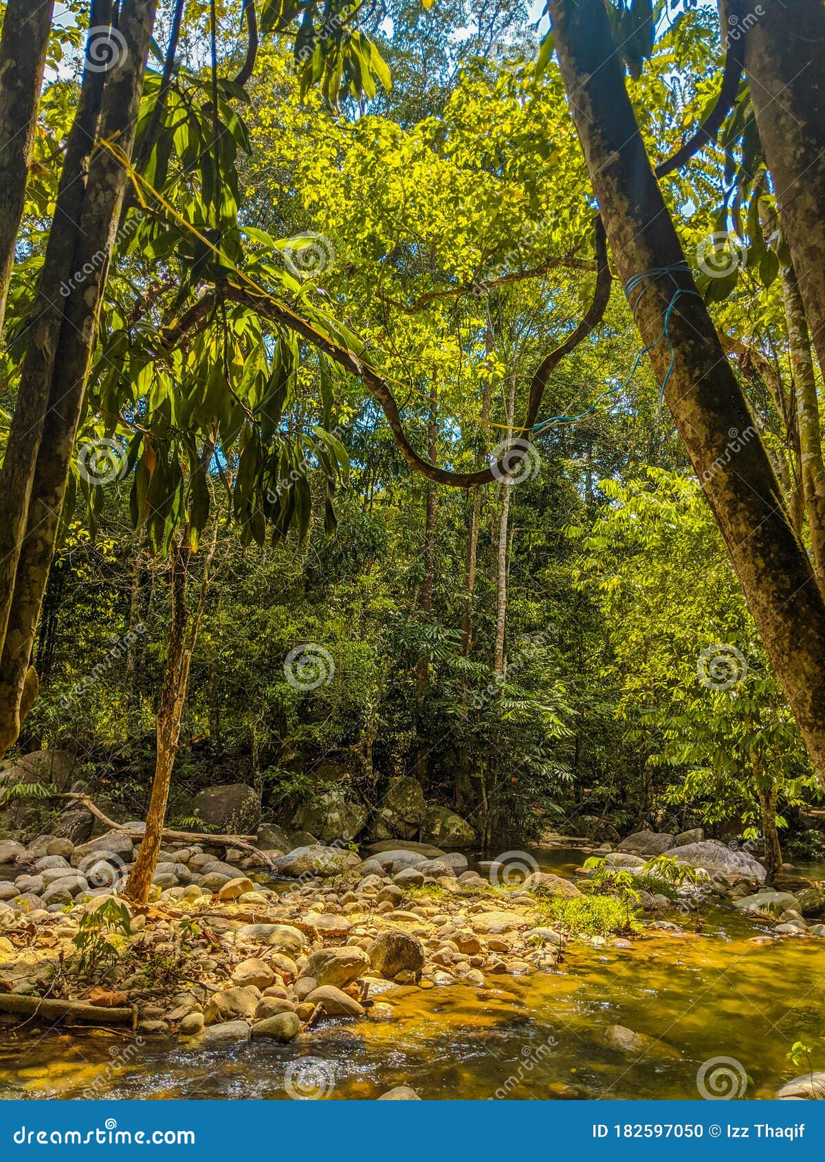 Jungle Tracking Time Photos Free & RoyaltyFree Stock Photos from