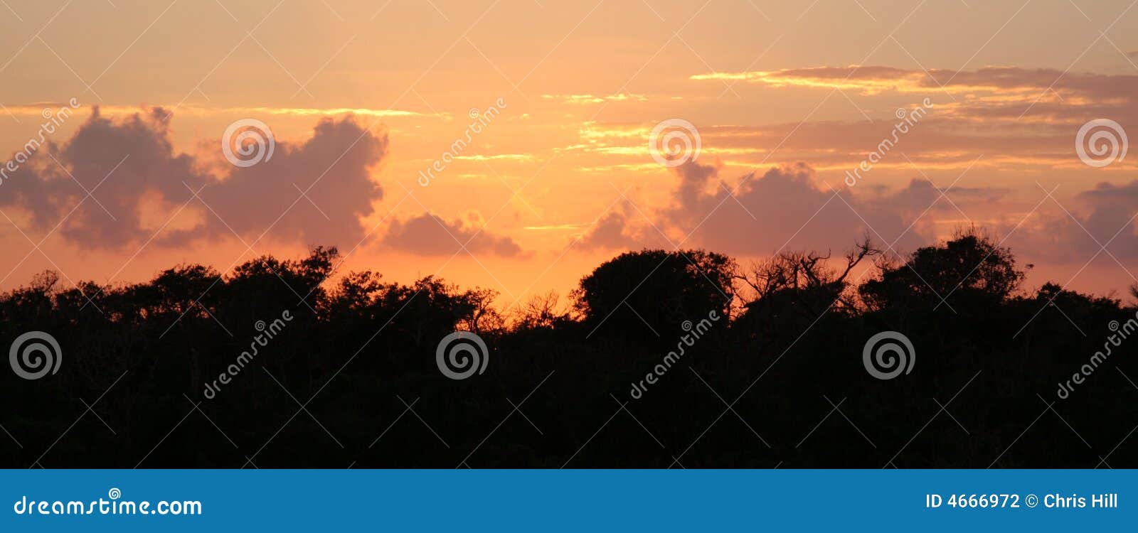 Jungle Treeline stock photo. Image of horizontal, tropical 4666972