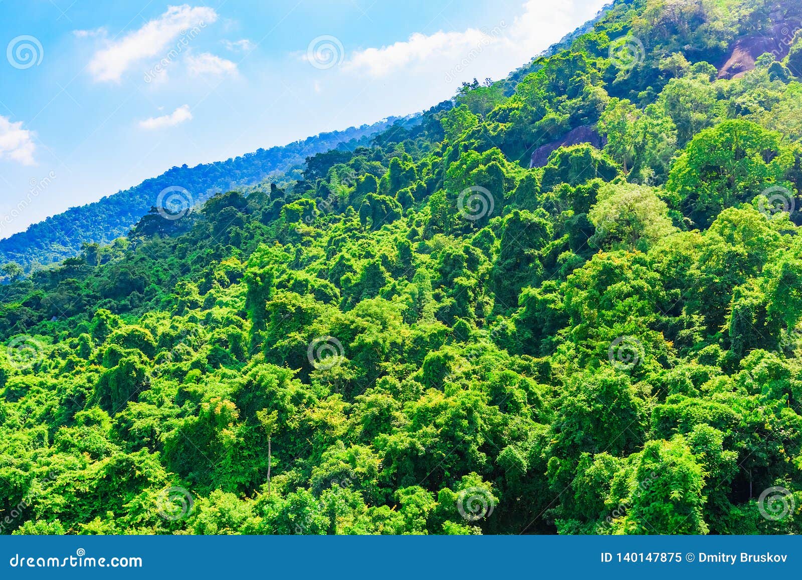 Officer træk uld over øjnene give Jungle view from the top stock image. Image of panorama - 140147875