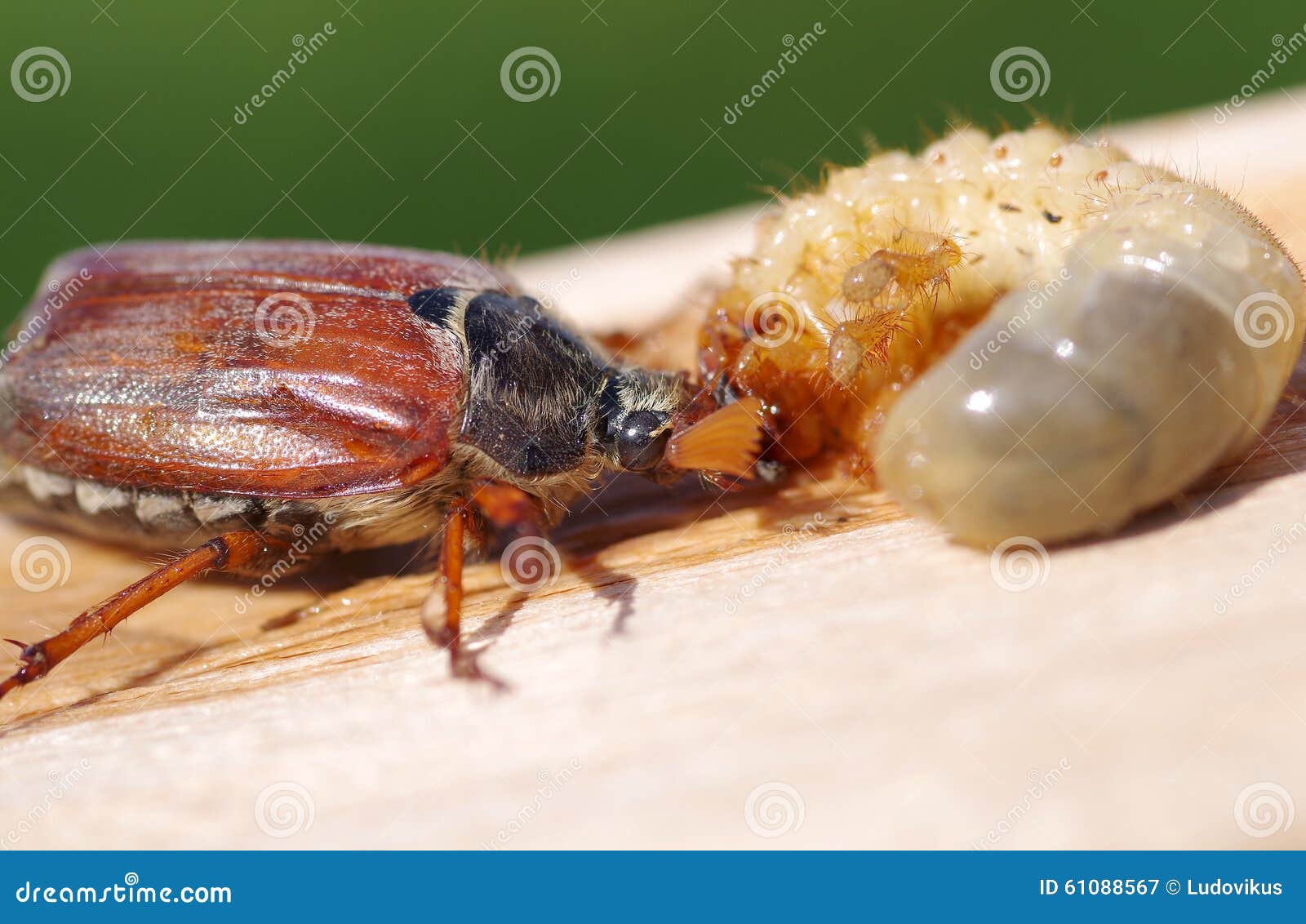 Junikever En Larve Van Junikever Stock Afbeelding - Image Of Ongedierte, Macro: 61088567