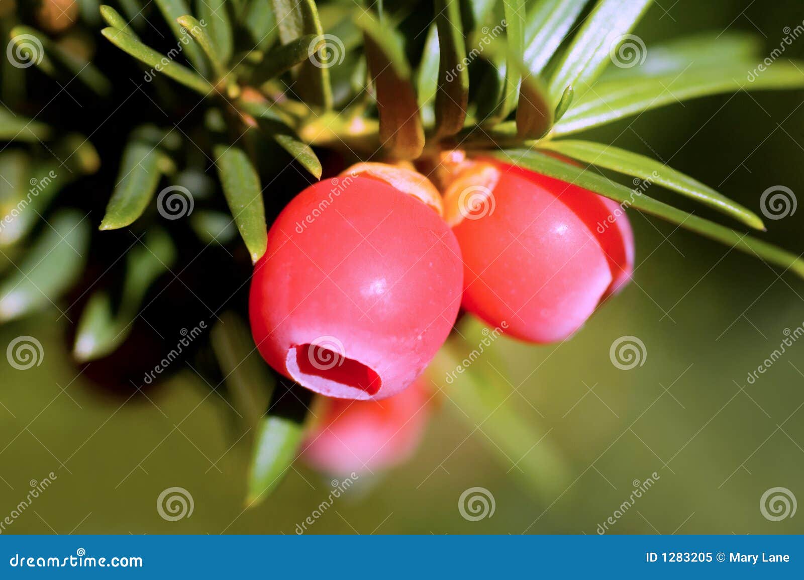 Juniper Berries stock image. Image of branch, floral, botany 1283205