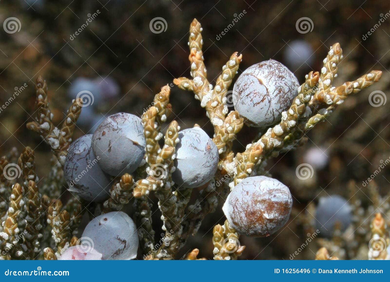 Juniper Berries stock photo. Image of pacific, allergen 16256496