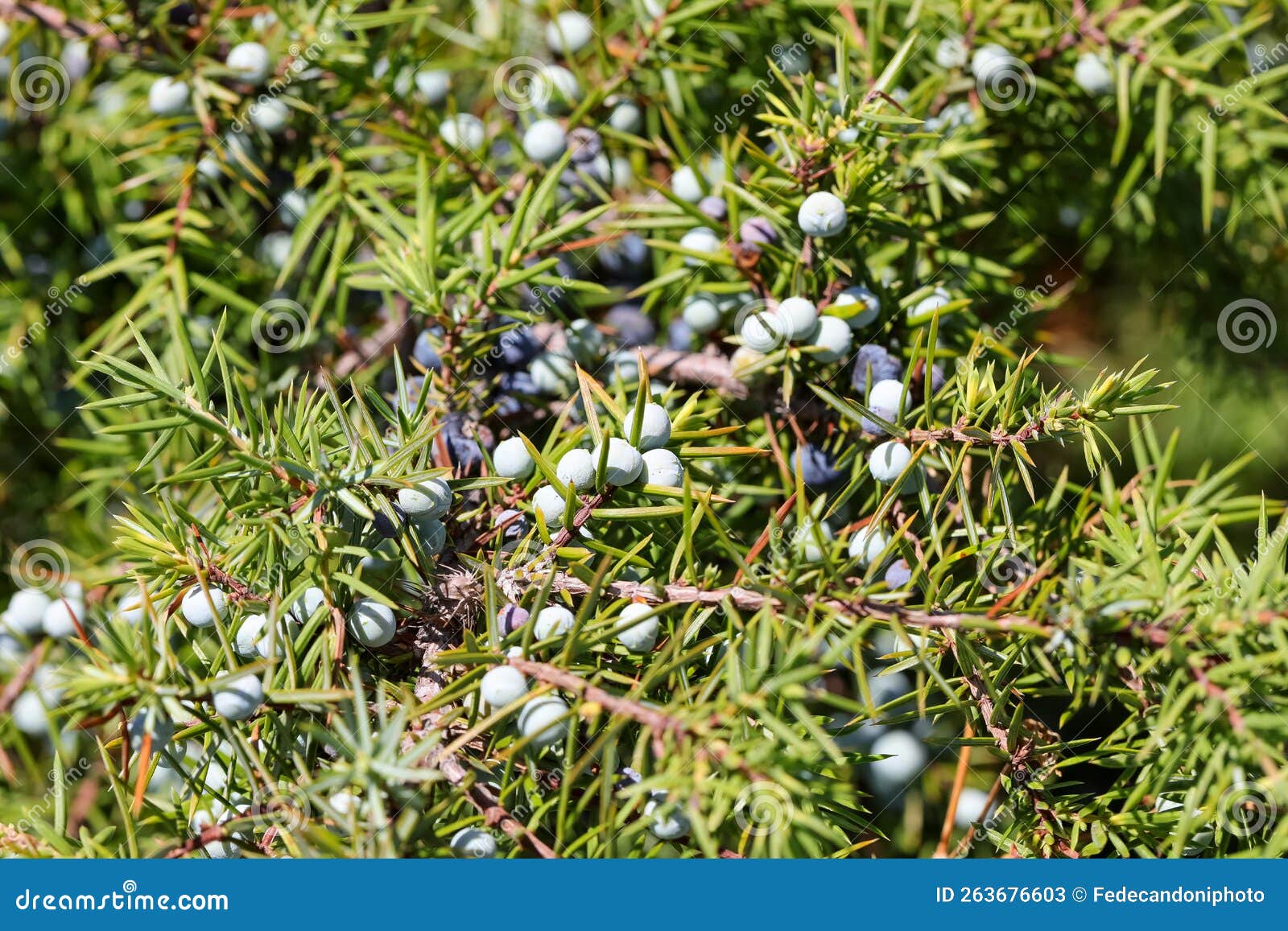 Juniper Berries in a Bush with Many Spines Stock Image Image of Juniper Berries in a Bush with Many Spines Stock Image Image of