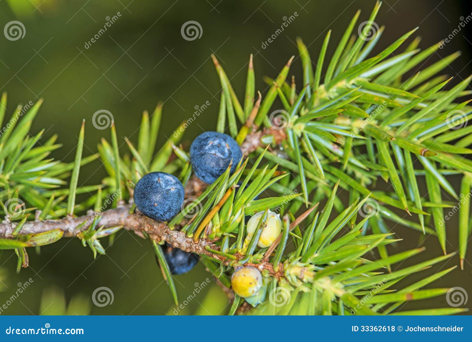 Juniper berries stock photo. Image of color, herb, healthy 33362618