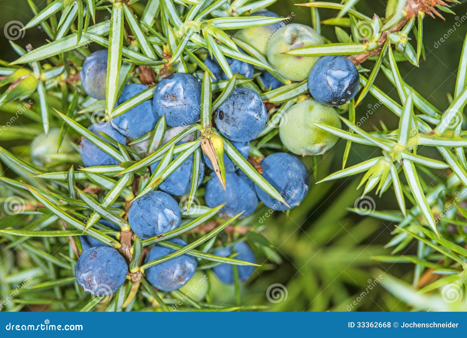 Juniper berries stock photo. Image of dark, aromatherapy 33362668