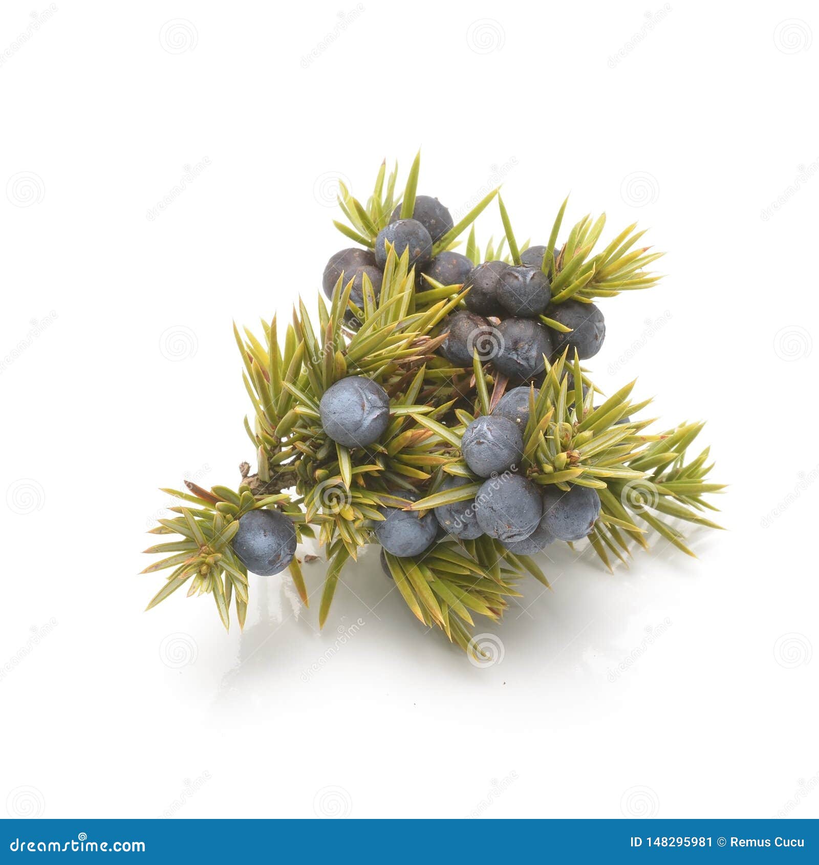 Juniper Berries Isolated on White Background Stock Image Image of