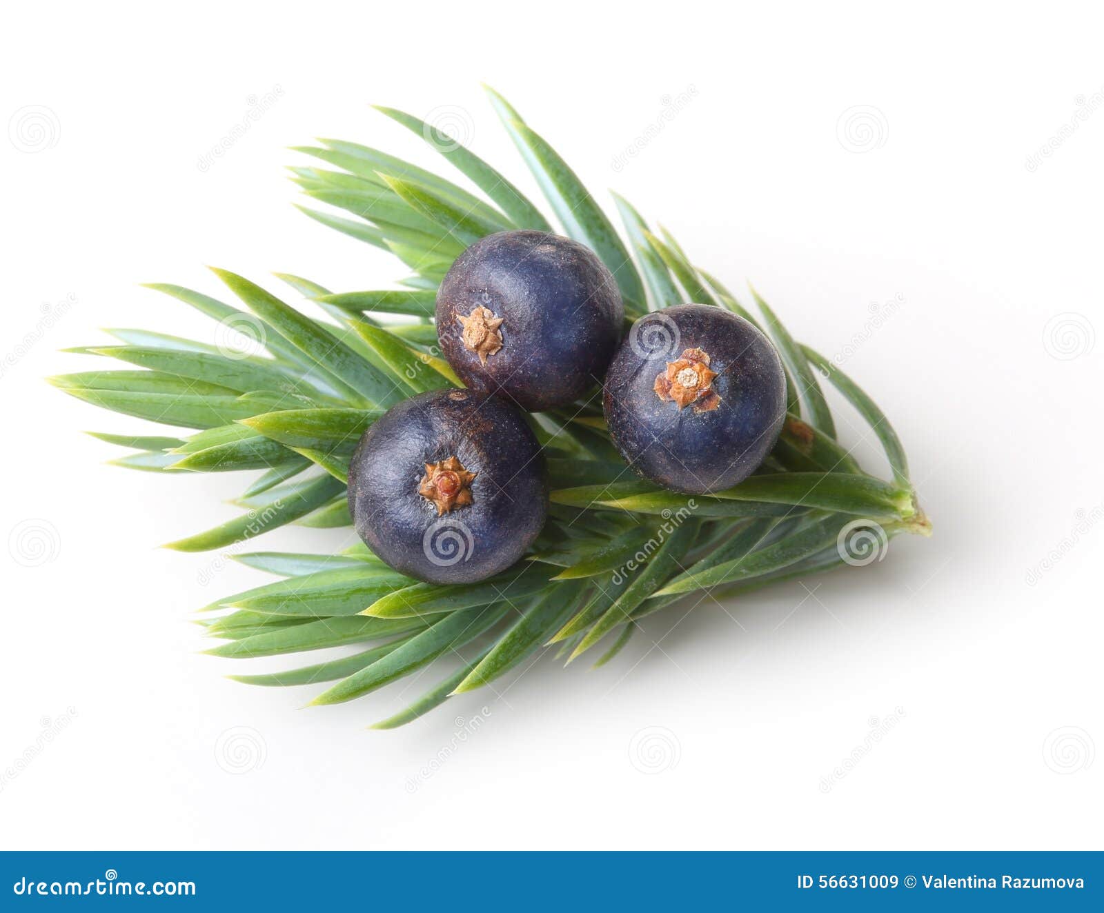 Juniper berries isolated stock image. Image of botany 56631009