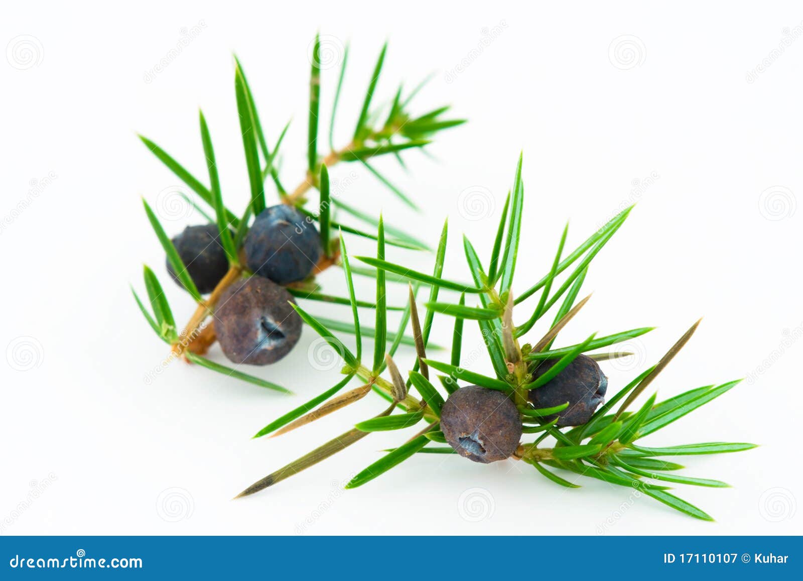 Juniper Berries (juniperus Communis). Stock Image Image of close