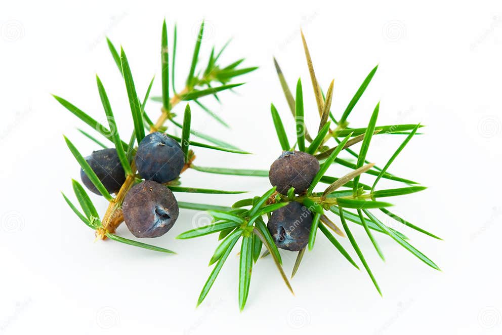 Juniper Berries (juniperus Communis). Stock Photo Image of green