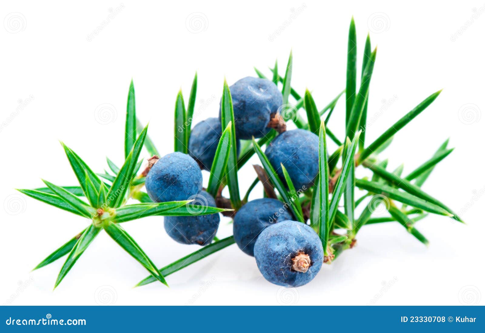 juniper berry