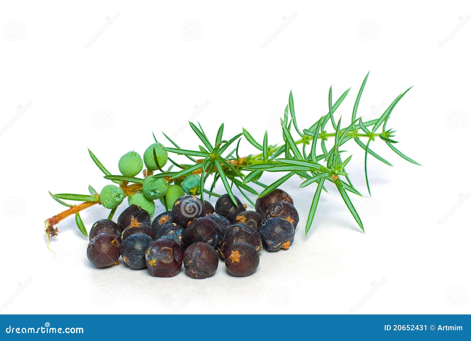 Juniper Berry and Green Branch Stock Image Image of healthy, eating