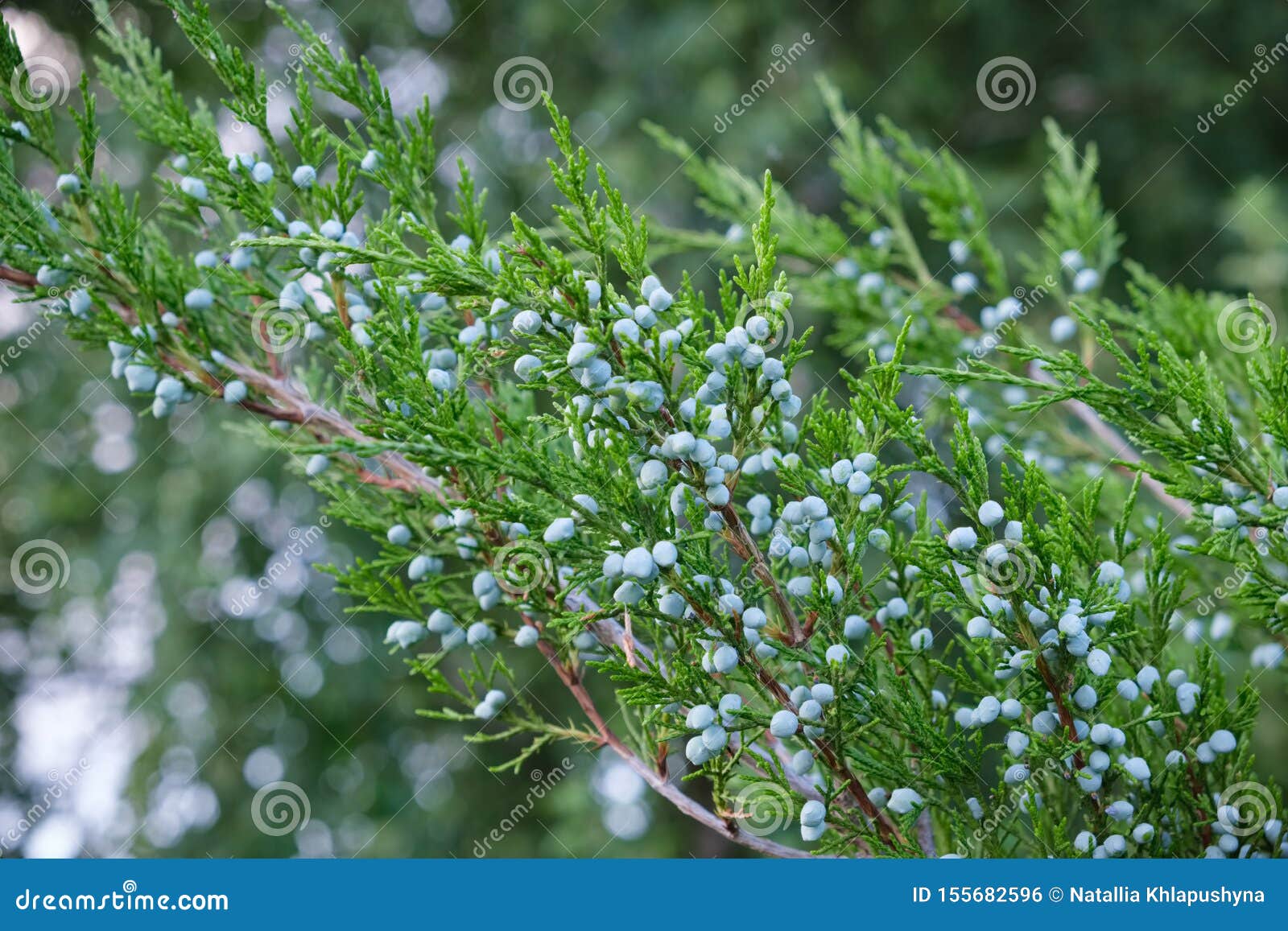 Green Juniper Bush Branch with Berries Stock Photo Image of alternative, bitter 155682596