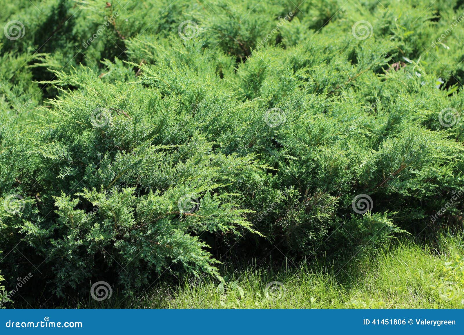 juniper bushes