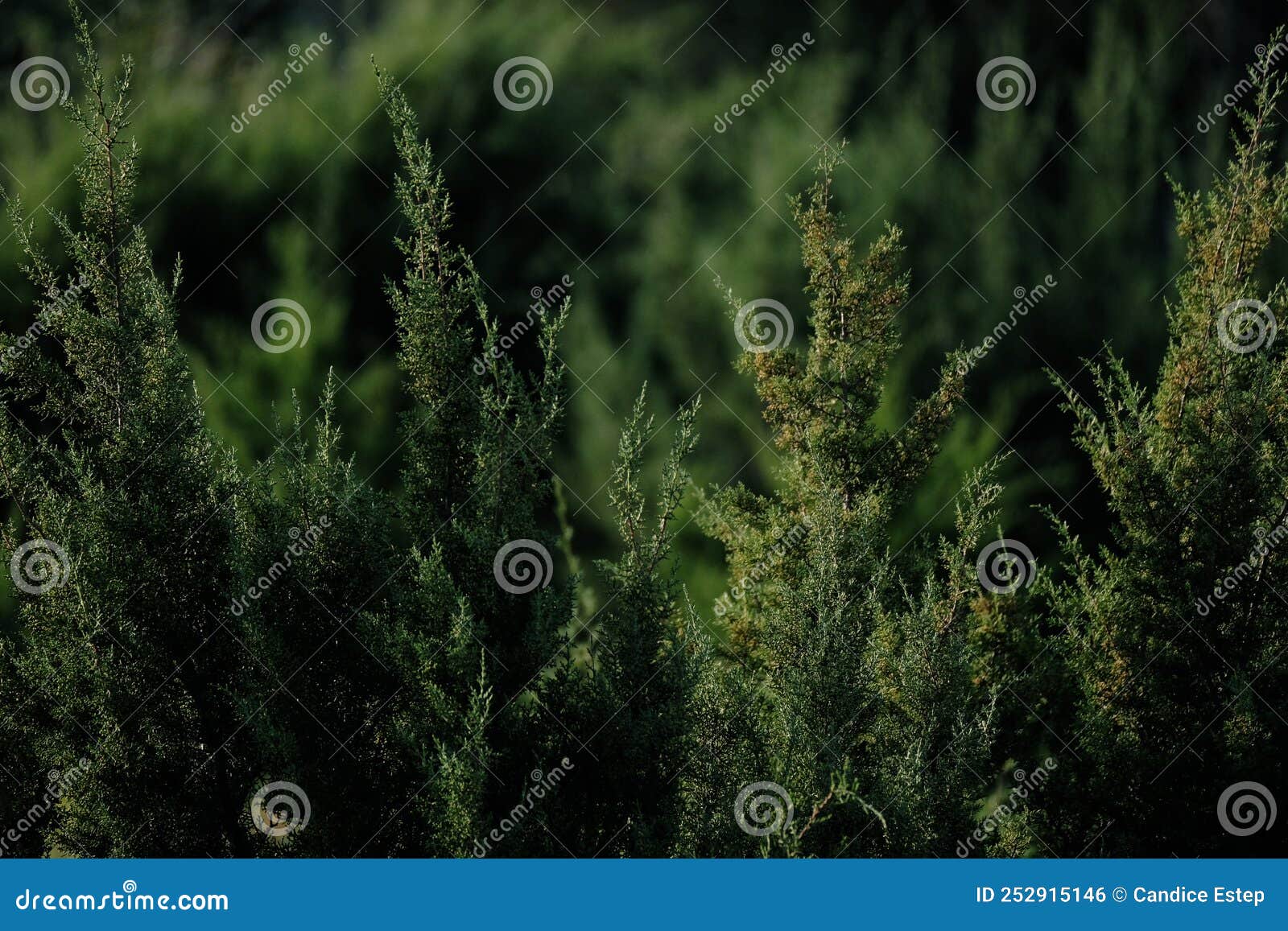 Cedar Trees in Texas Nature Stock Photo Image of texas, nature 252915146